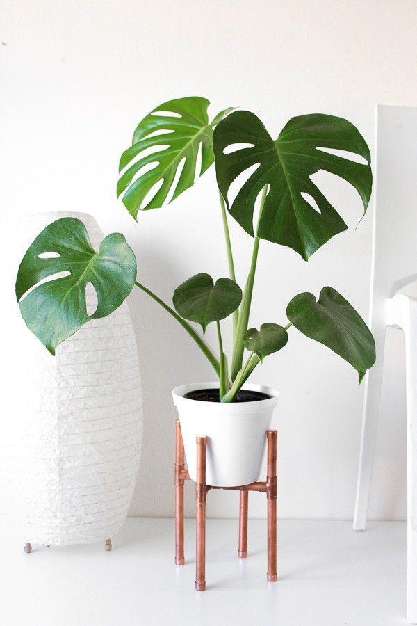 MONSTERA PLANT
