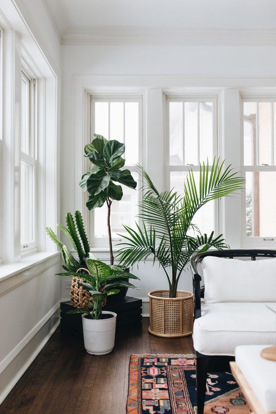 indoor plant for living room