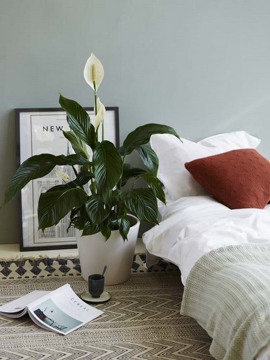 plants that helps you sleep well