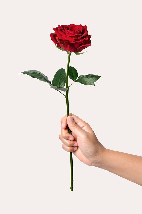 Woman holding red rose, valentine's flower