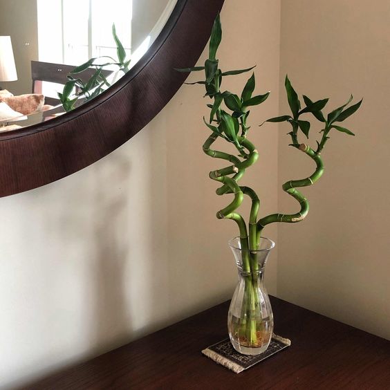 LUCKY BAMBOO DECOR FH