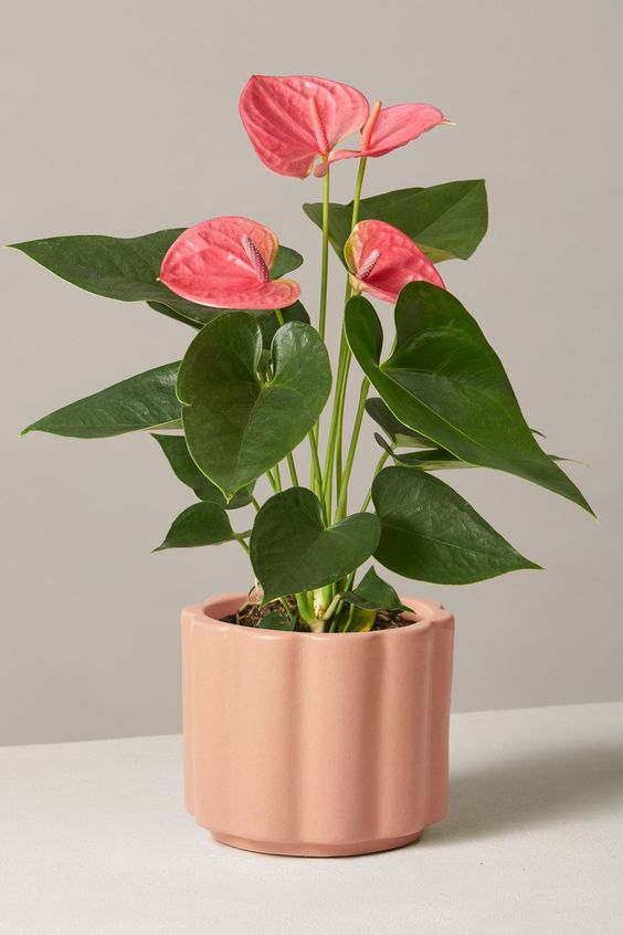 PINK ANTHERIUM FH