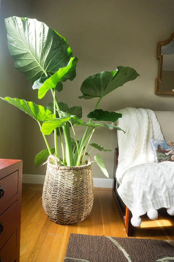 plant at home for FH
