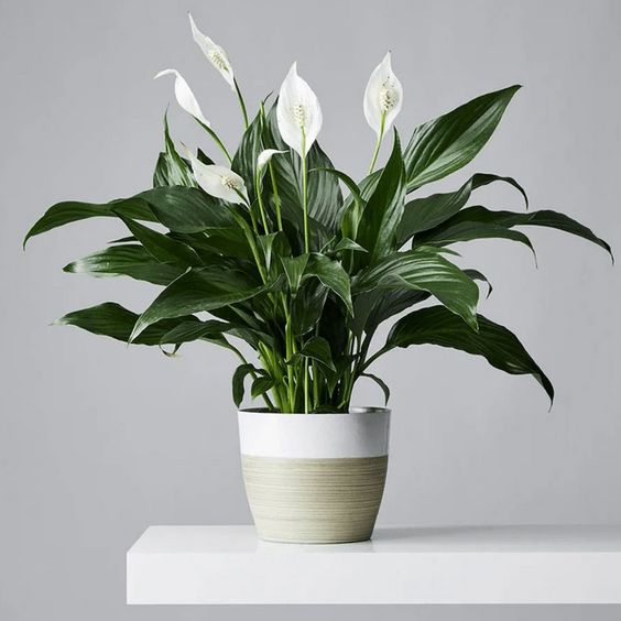 white peace lily for FH