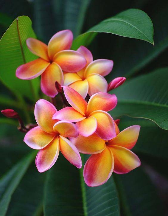 FANGIPANIS FH