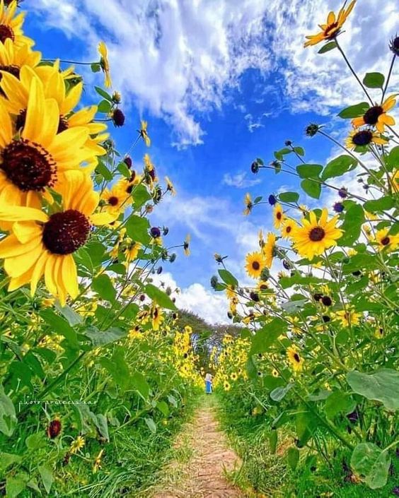 SUNFLOWER GARDEN