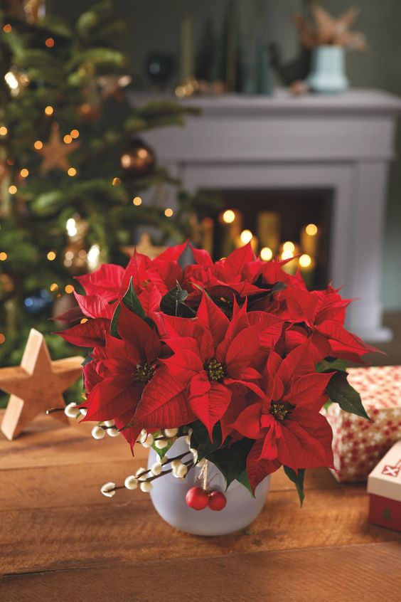 christmas plant
