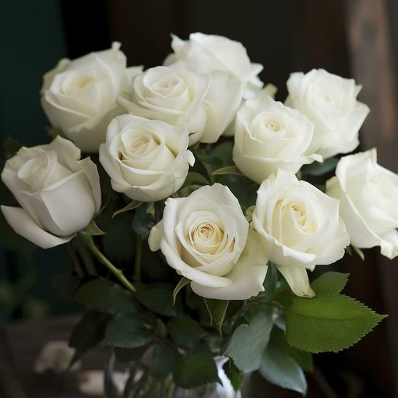 THE WHITE ROSE